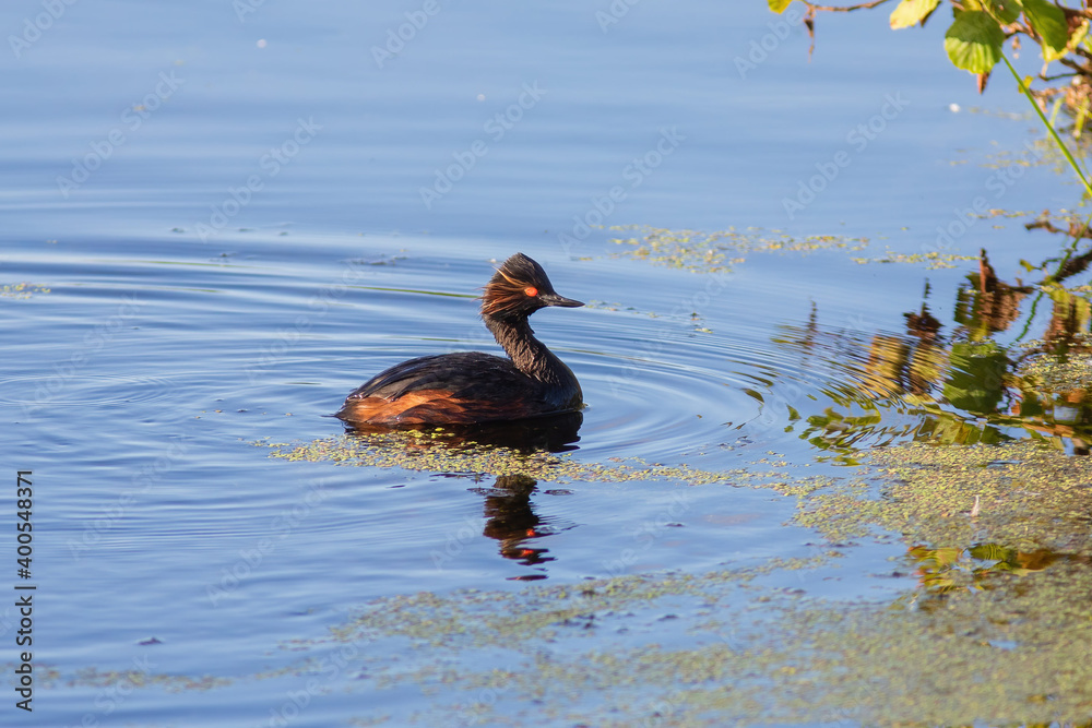 The Black-necked grebe is sitting on the water The Black-necked grebe is sitting on the water