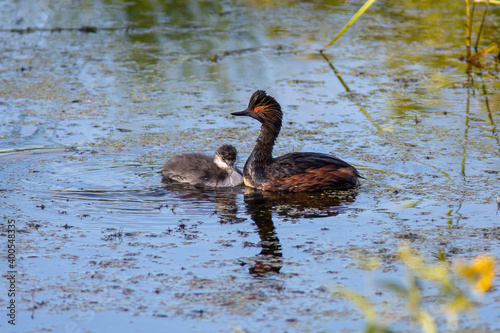 The Black-necked grebe with chick is sitting on the water