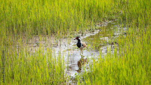 Red-wattled lapwing in a paddy field looking for insects and worms in the evening, reflection in the water puddle,