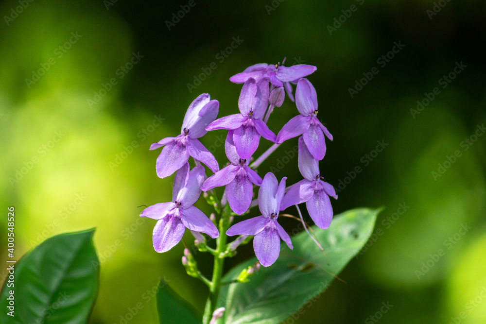 Purple Wildflowers, green soft background, natural light hits flower petals, beautiful crisp colors of nature. Purple Wildflowers, green soft background, natural light hits flower petals, beautiful crisp colors of nature.