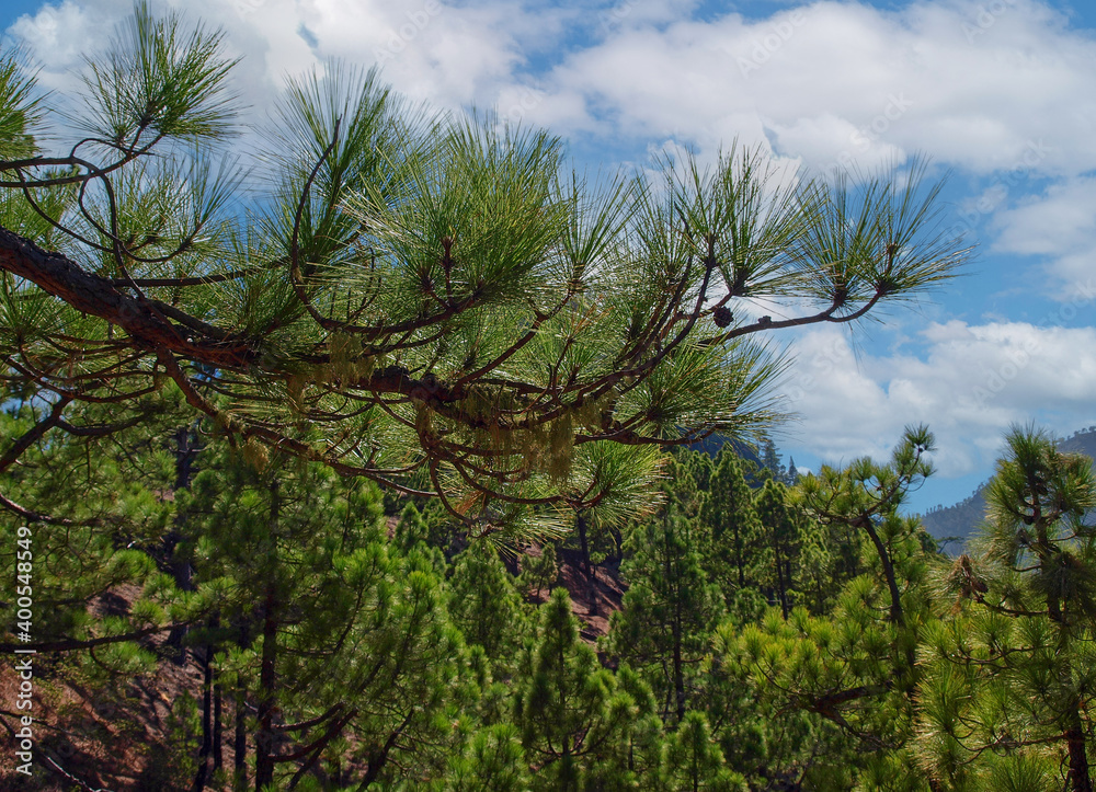 Fototapeta premium Die Nadeln der kanarischen Kiefer strecken sich den Passatwolken entgegen