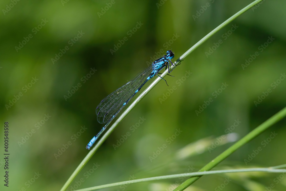 The dragonfly near the water at summer morning light