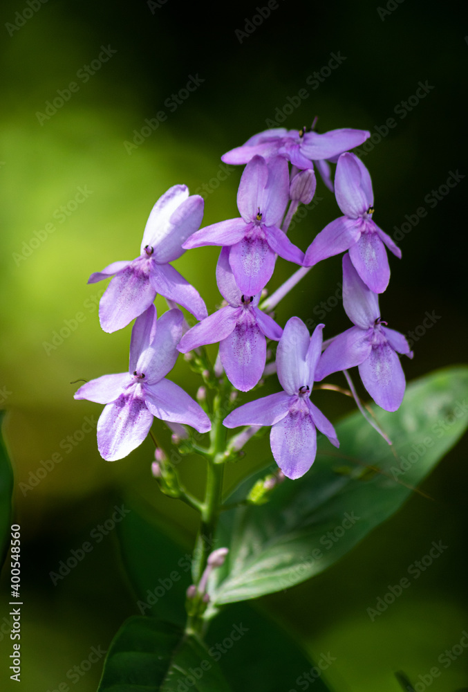 Purple Wildflowers, green soft background, natural light hits flower petals, beautiful crisp colors of nature.