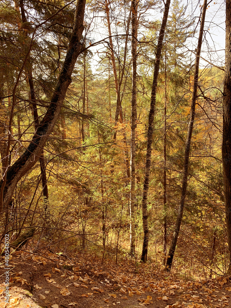 Naklejka premium Forest in autumn