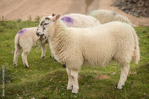 Irish lamb close up standing on green grass on Irish cliff