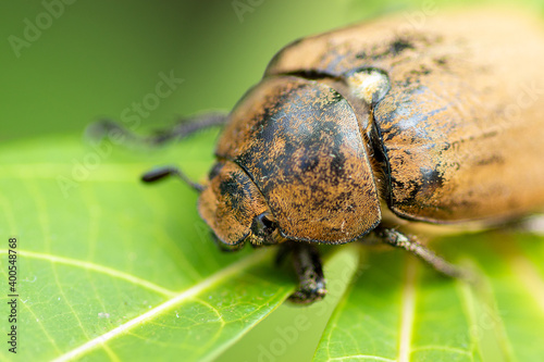 European chafer beetle on a green leaf closeup front body parts macro photo, old hairy beetle looking for food. photo