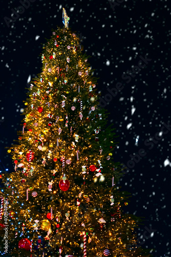 Obraz na płótnie Large Christmas tree with golden lights and red decorations at night against dark snowy sky outdoors. Tall ornate natural spruce. w salonie