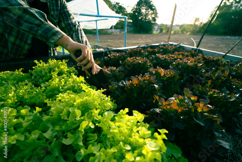 Organic vegetable growing my own. Take care by our hands