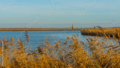 Reed along the edge of a lake in wetland under a blue cloudy sky in sunlight in autumn  Almere  Flevoland  The Netherlands  December 16  2020