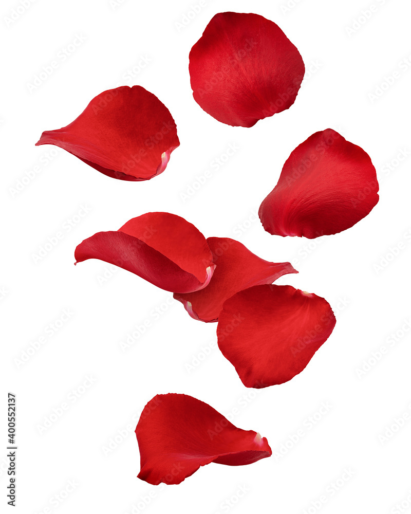 Falling Rose petal, isolated on white background, clipping path, full depth of field Falling Rose petal, isolated on white background, clipping path, full depth of field