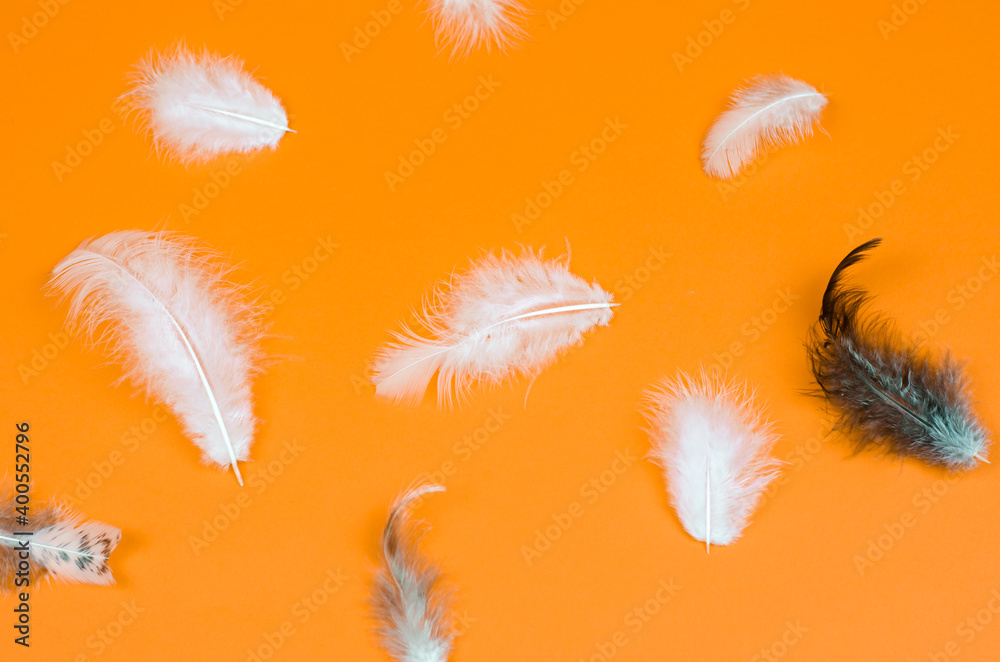 Obraz premium Bird feathers on a brown background top view