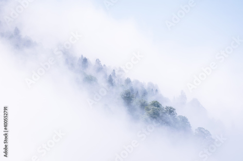 Artistic view to isolated forest tree tops in the mist.Conceptual background image