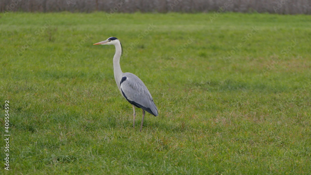 Fototapeta premium gray heron