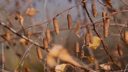 birch seeds