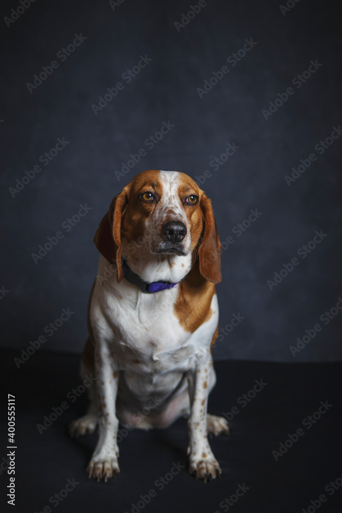 Portrait of a beautiful dog in the studio