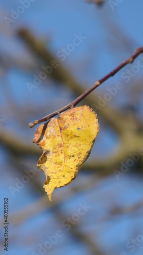 autumn leaves on a tree © AndHub