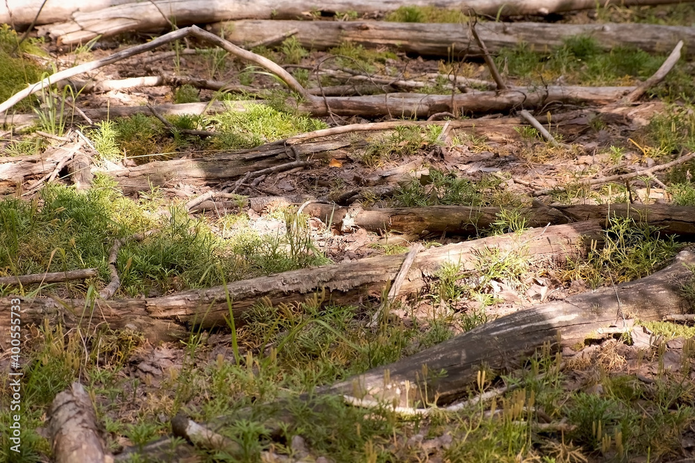 Fallen pine trees in the pine forest on green grass, closeup view, timber industry concept. Windfall in forest. Storm damage. Fallen trees in coniferous forest. Fallen pine trees in the pine forest on green grass, closeup view, timber industry concept. Windfall in forest. Storm damage. Fallen trees in coniferous forest.