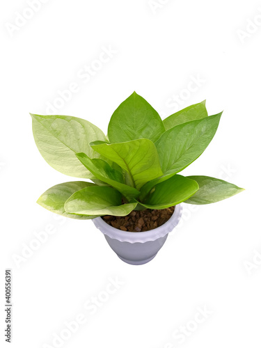 Anthurium jenmanii in pots isolated on white background.(Popular ornamental plants for home decoration.)