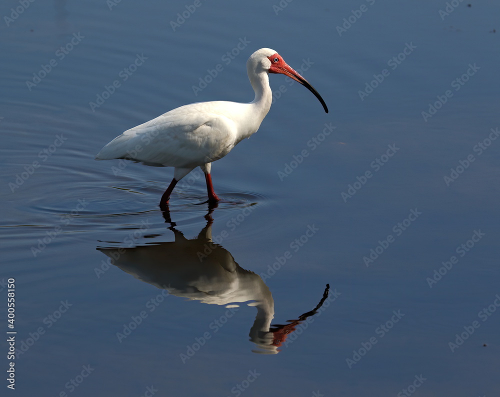 Obraz premium American white ibis wading through calm water with reflection.