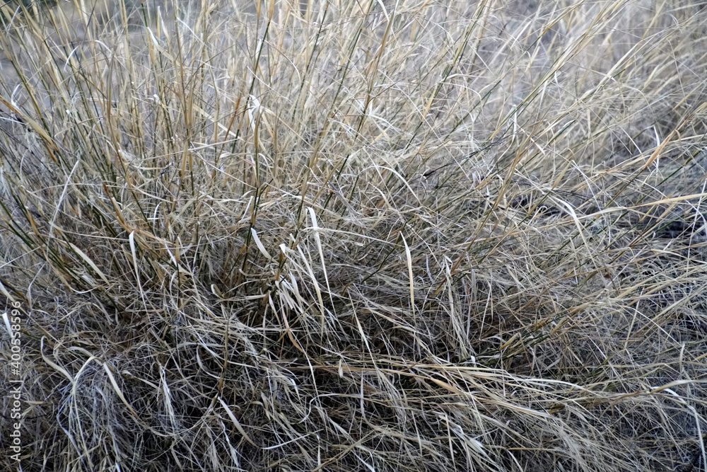 Cereals as texture. View of mature, dried grass. Thin lines of plant stems Cereals as texture. View of mature, dried grass. Thin lines of plant stems