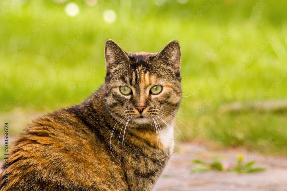 Tabby cat walks in the fresh air on green grass in the garden. Domestic animals concept.