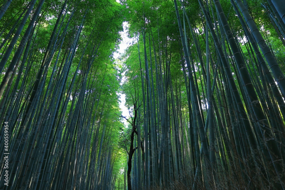 竹林の小道 嵐山 京都 日本 竹林の小道 嵐山 京都 日本