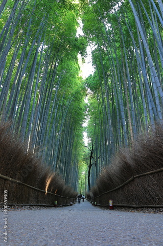 竹林の小道　嵐山　京都　日本