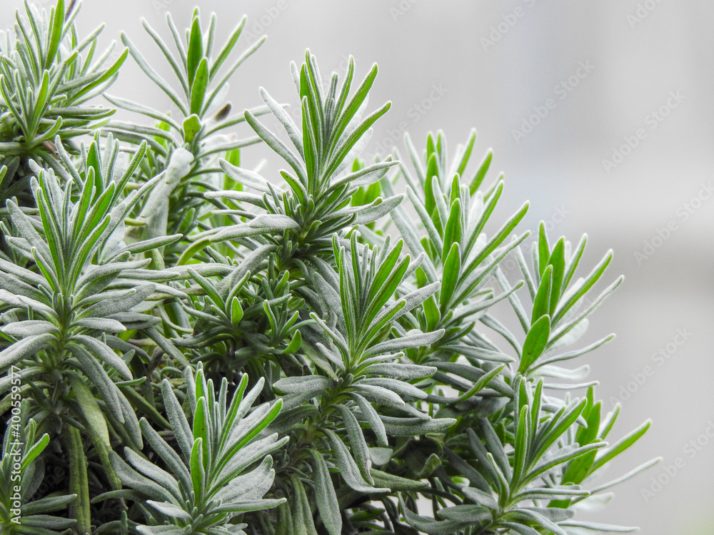 Fototapeta premium Rosemary Close Up