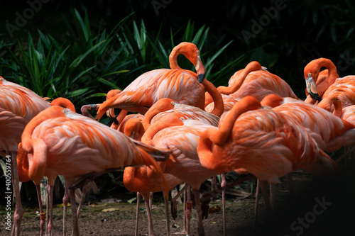 Photography Flock of American Flamingoes in a bird park