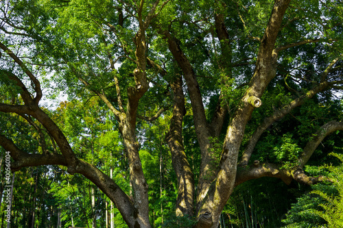 枝を広げる巨木（上谷の大楠）／埼玉県越生町／Giant Cinnamomum camphora