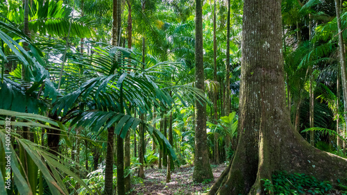 Sentier au c  ur de la for  t tropicale