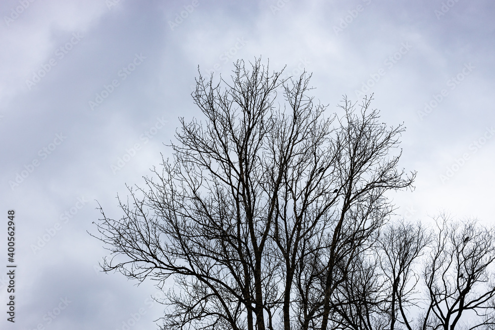 bare black trees under gray cloudy sky on autumn day bare black trees under gray cloudy sky on autumn day