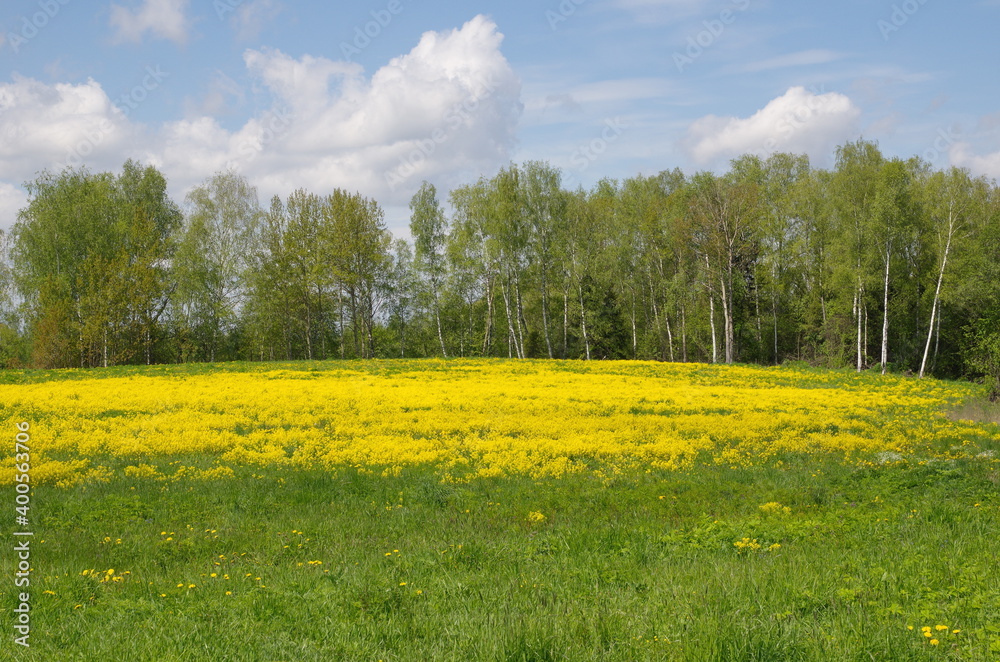 Spring landscape with flowering rapeseed and birch trees