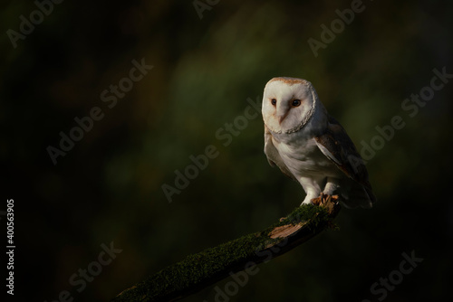 Cute and Beautiful Barn owl (Tyto alba) sitting on a branch. Dark green and black background. Noord Brabant in the Netherlands. Writing space.