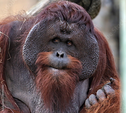 Head shot of a male orangutan. © Russell