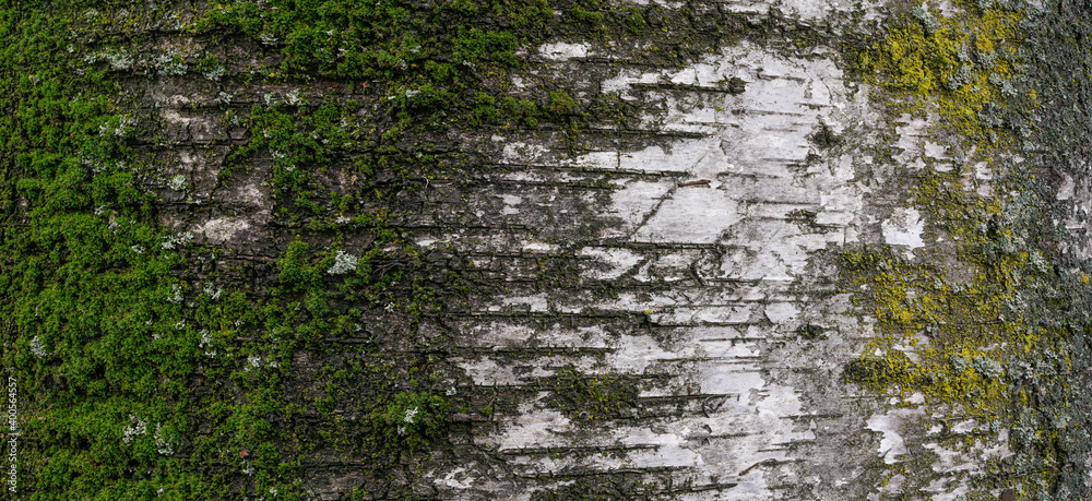 Obraz premium Cracked bark of an old birch tree covered with moss. High resolution close up banner.