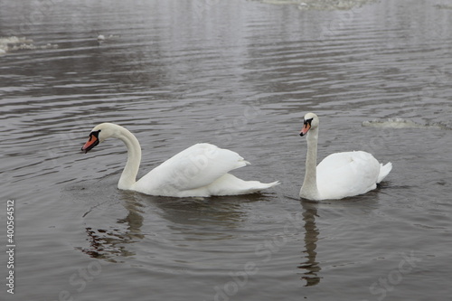 Fototapeta Naklejka Na Ścianę i Meble -  White Swans couple close up on the pond water at winter day, migrating birds don't want to fly away