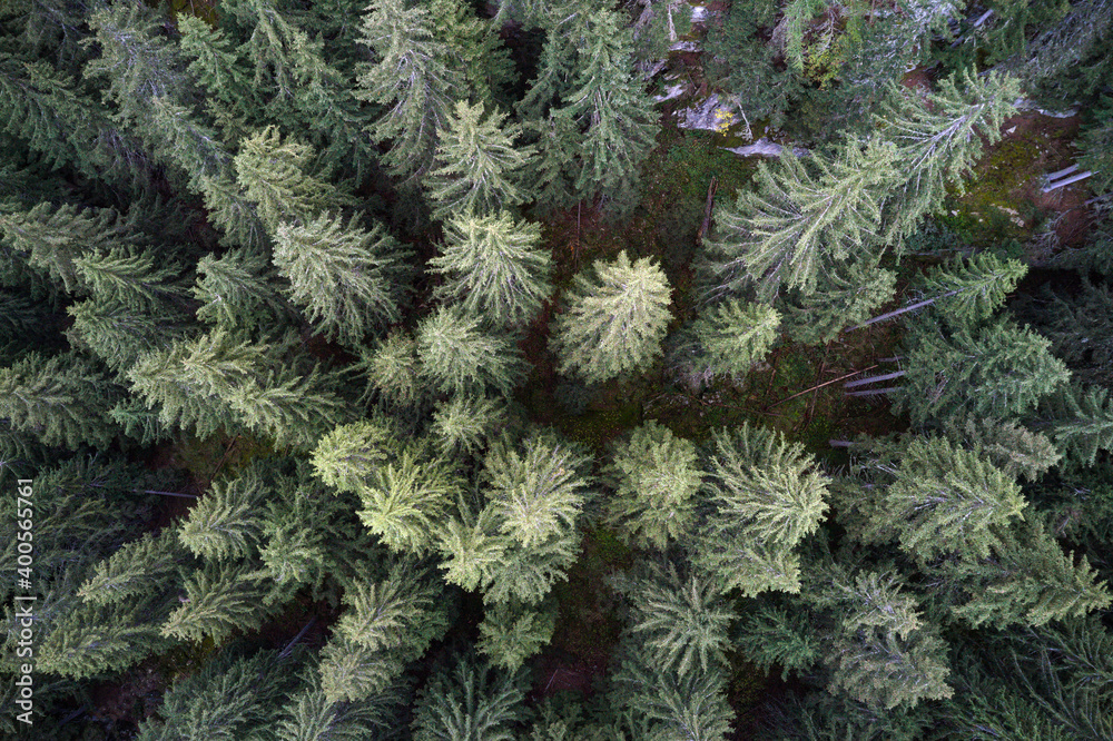Aerial drone view of a mountainous old Pine tree forest landscape. Aerial drone view of a mountainous old Pine tree forest landscape.