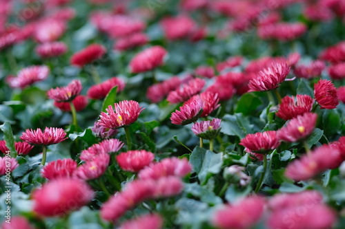 low angle view of many pink daisy flowers and green leaves. blur background