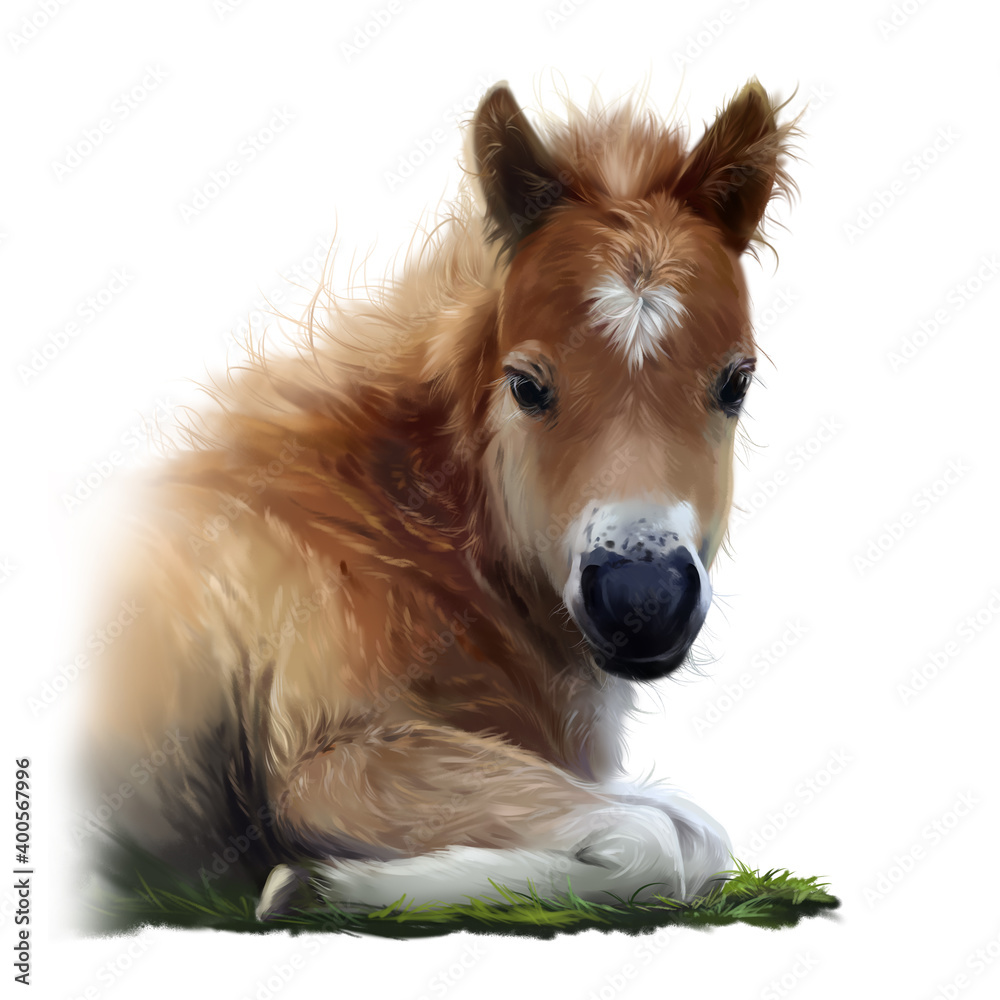The foal is lying in the grass. Watercolor illustration