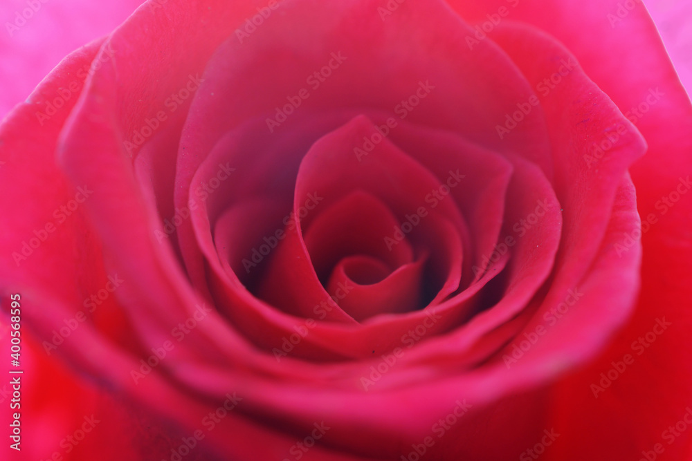 赤い薔薇 赤い薔薇