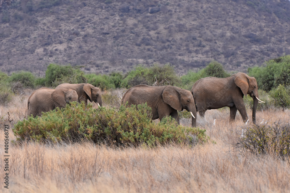 View of Samburu National Reserve, Kenya