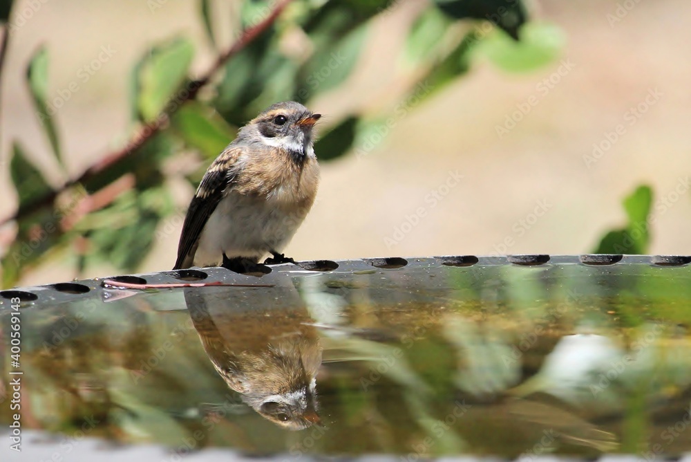 Obraz premium Juvenile Grey Fantail (Rhipidura albiscapa) at birdbath, South Australia