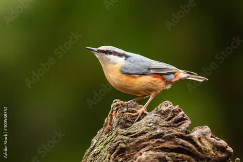 The Eurasian nuthatch or wood nuthatch (Sitta europaea) sitting in the forest in the Netherlands with a nice background