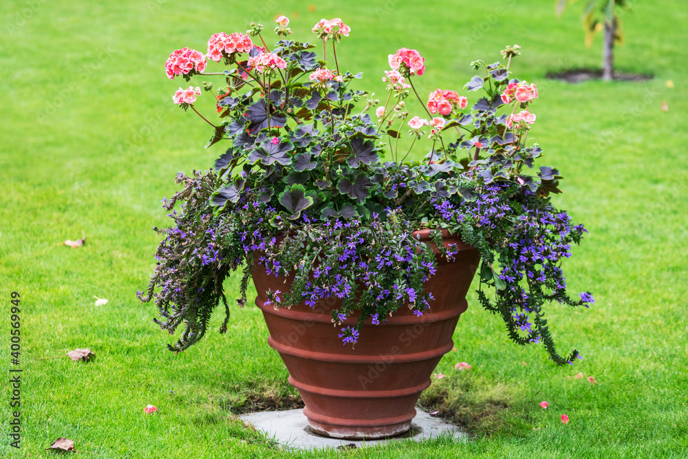 beautiful flowers in flower pot