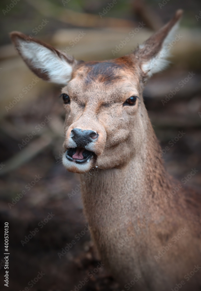Portrait of a female red deer.