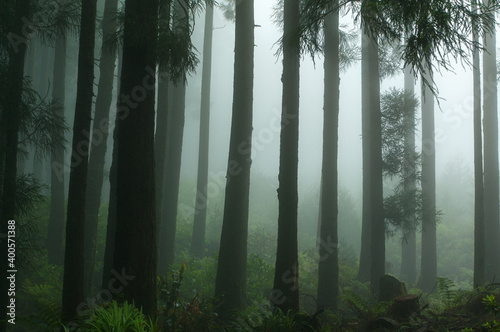 Fototapeta Naklejka Na Ścianę i Meble -  Azores in the fog