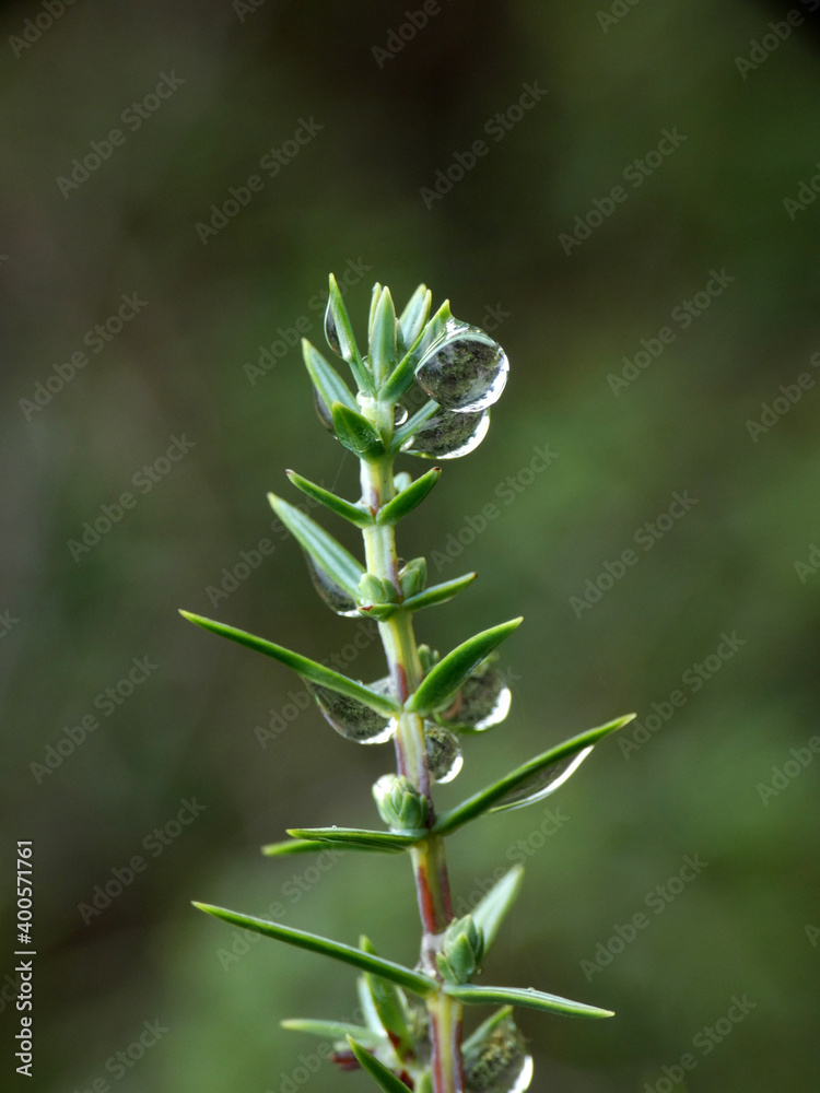 Fototapeta premium Pino