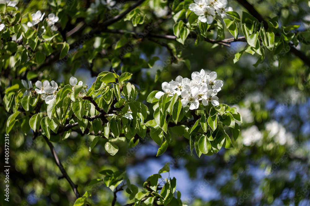 Beautiful spring blossoming pear tree