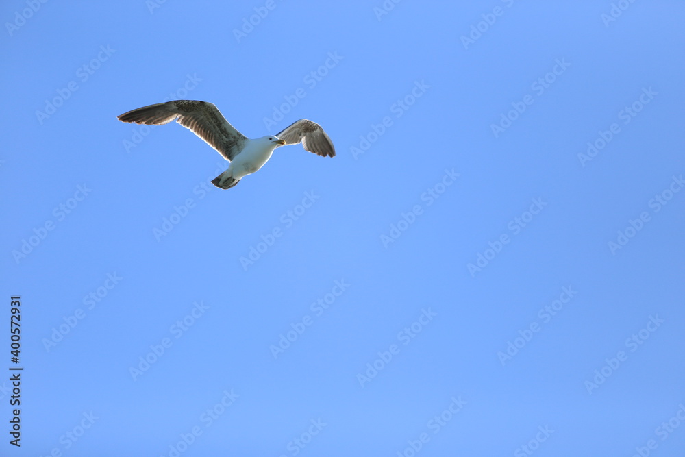 Obraz premium bird in flight